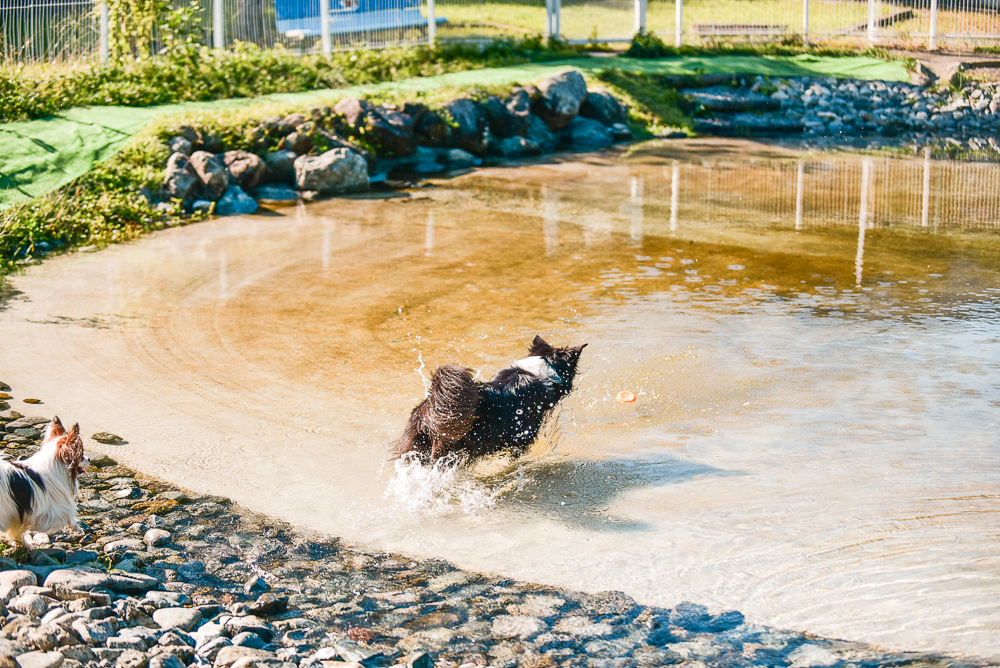 神奈川県 寄七つ星ドッグラン で水遊びレビュー Outdog