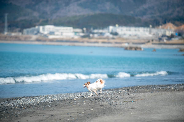 福井県 犬連れで海鮮丼と海岸遊び おすすめ日帰りコース 福井県 犬連れで海鮮丼と海岸遊び おすすめ日帰りコース Outdog